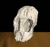 Digital Museum; graphical image of a skull
